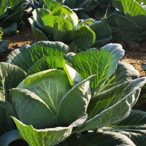 Maison de la Choucroute à Meistratzheim