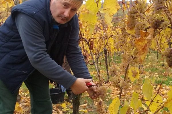 dischler à wolxheim