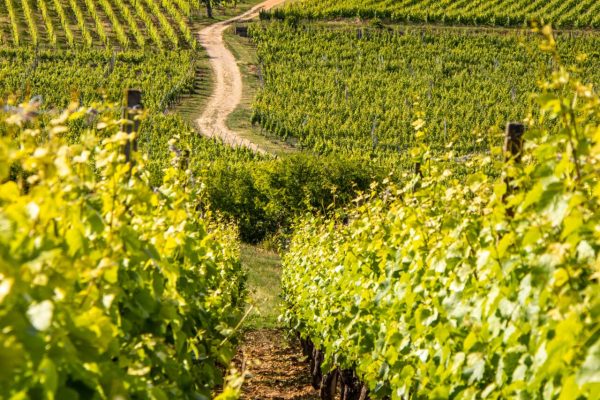 Wolx_vignoble@Dimitri Lett (3)